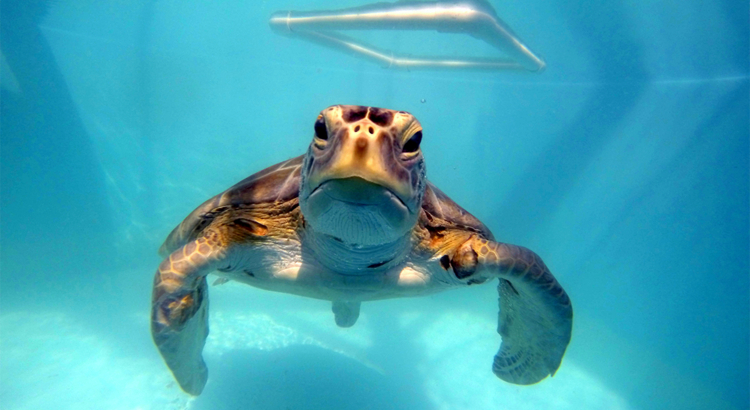 USA Florida Keys Turtle Hospital Meeresschildkröte Gwen Foto Turtle Hospital